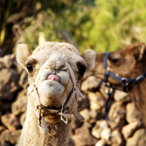 Paseo en Camello en Camel Park Tenerife