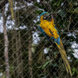 Entrada Loro Parque + Almuerzo Premium en Brunelli's Steakhouse