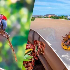 Twin Ticket Tenerife: Entrada Combinada Siam Park + Loro Parque